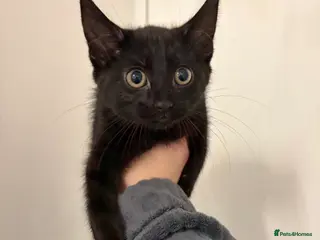 Mixed Breed cats Female Black kitten for sale £120 - Advert 1