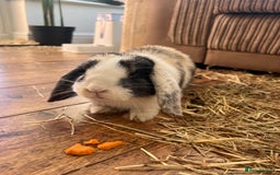 Mini Lop rabbits for sale: Mini Lop for Sale - Image 2