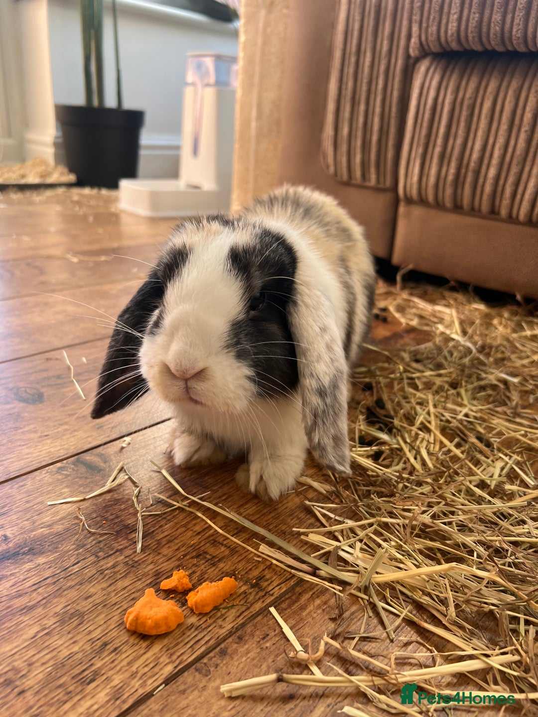 Mini Lop rabbits for sale: Mini Lop for Sale - Image 2