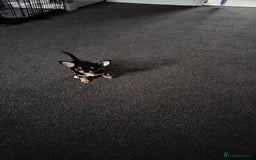 Chihuahua dogs for sale: S706AB - Image 3