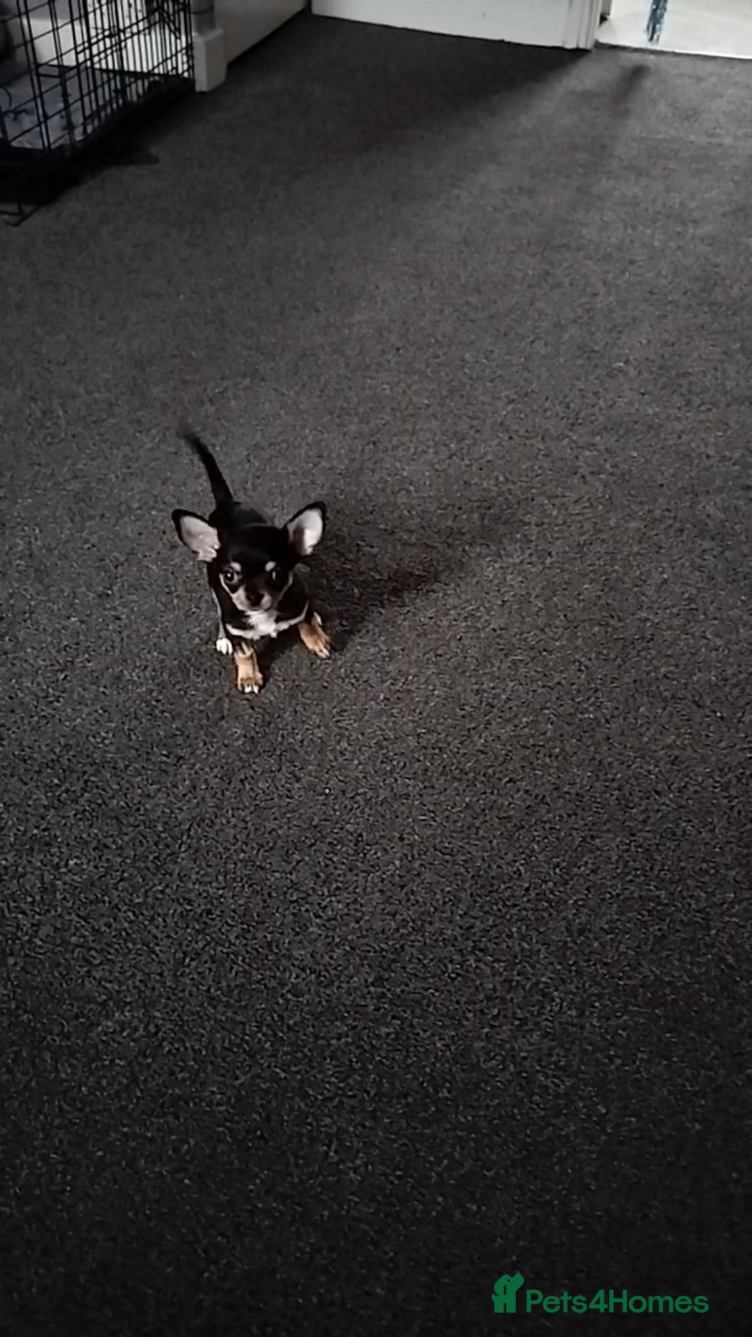 Chihuahua dogs for sale: S706AB - Image 3
