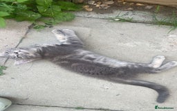 Bengal cats for sale: Bengal Tabby kittens - Image 18