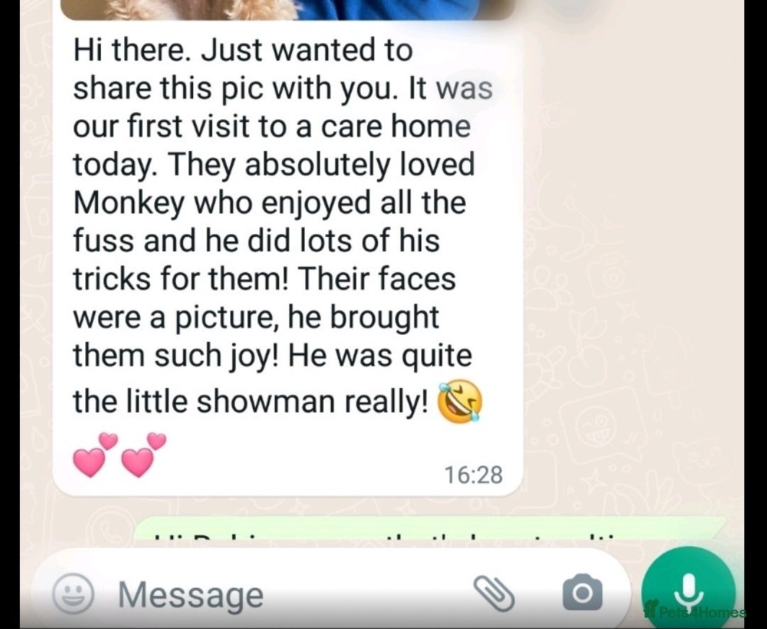 Maltipoo dogs for sale: DNA health tested maltipoo puppies  - Advert 12