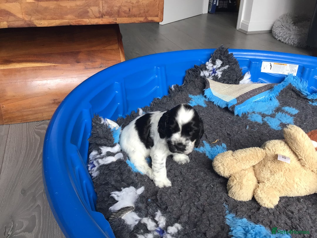 Cocker Spaniel dogs for sale: Show cocker pups  K.C. Reg. AMS. PRA. And FN clear - Image 17