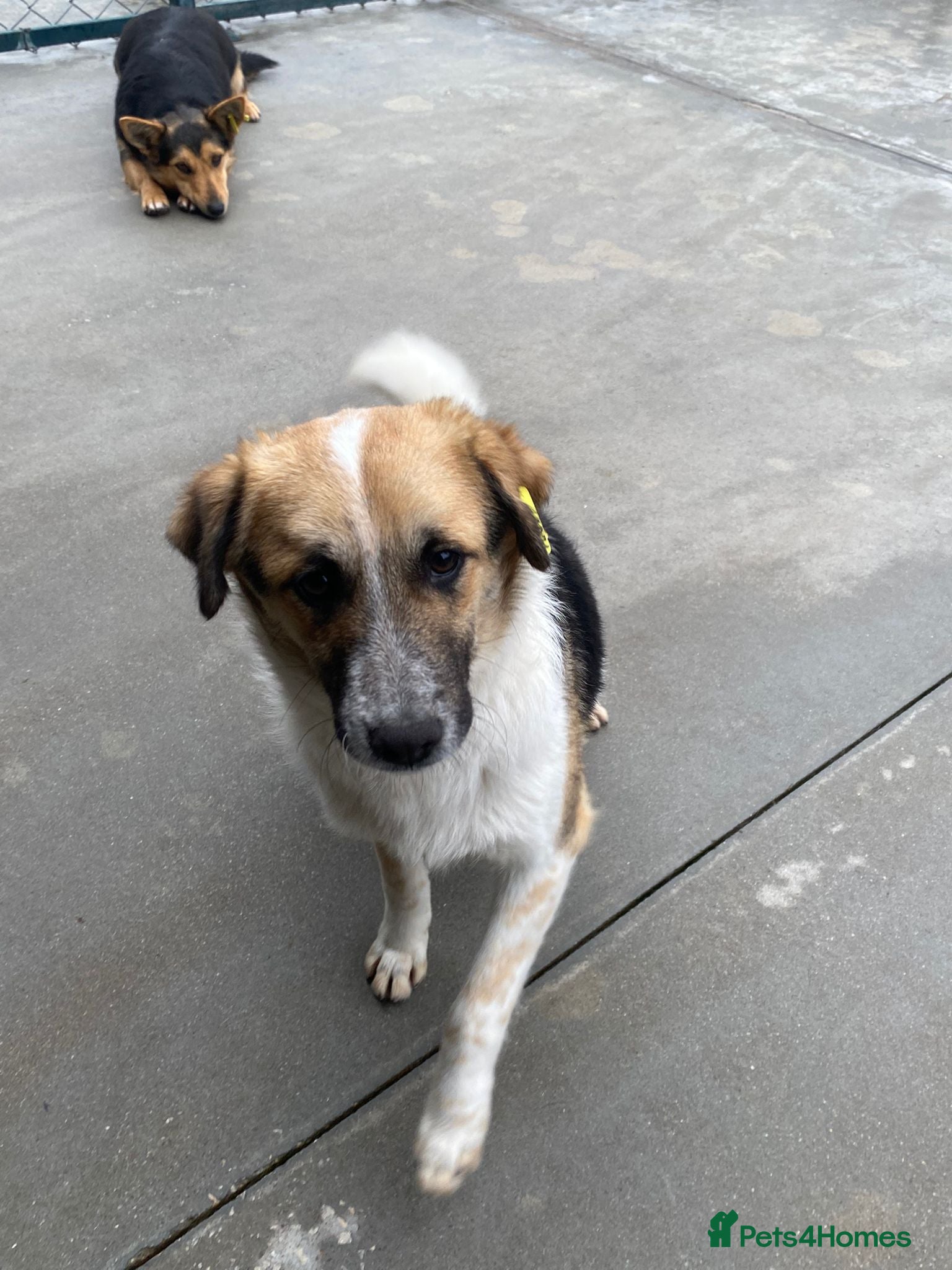 Mixed Breed dogs Horace, 1 yr approx. Available for adoption. - Advert 1