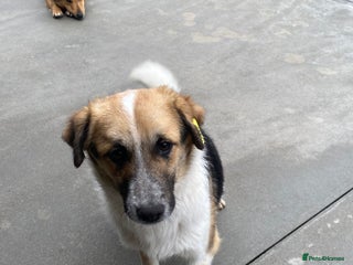 Mixed Breed dogs Horace, 1 yr approx. Available for adoption. - Advert 1