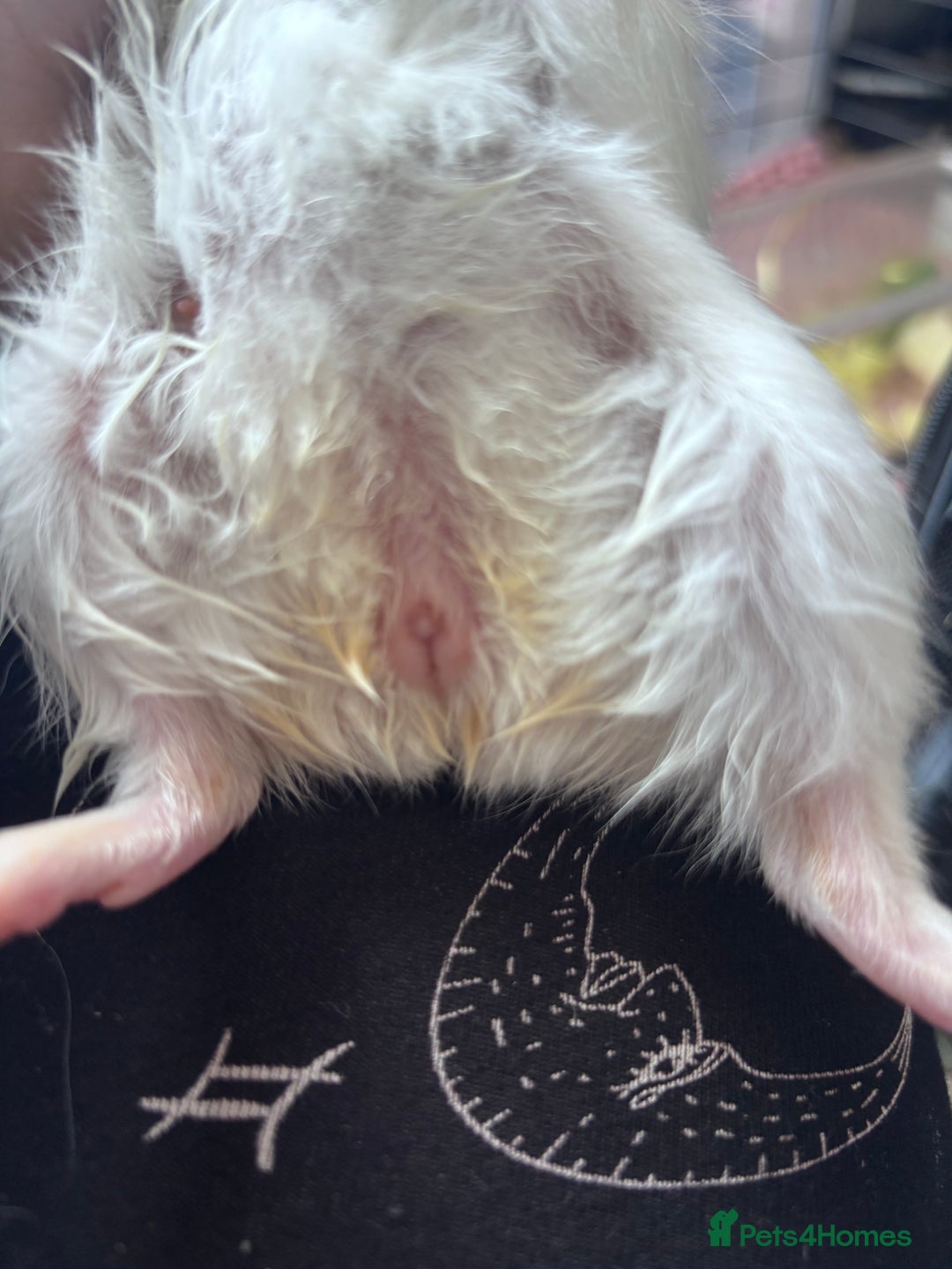 Guinea Pig rodents for sale: Long haired guinea pig (male) - Image 3