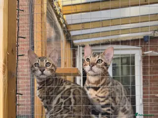 Bengal cats Gorgeous Bengal kittens, available now 💙🩷 - Advert 1