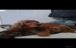 Cocker Spaniel dogs for sale: Cocker spaniel puppies - Image 9