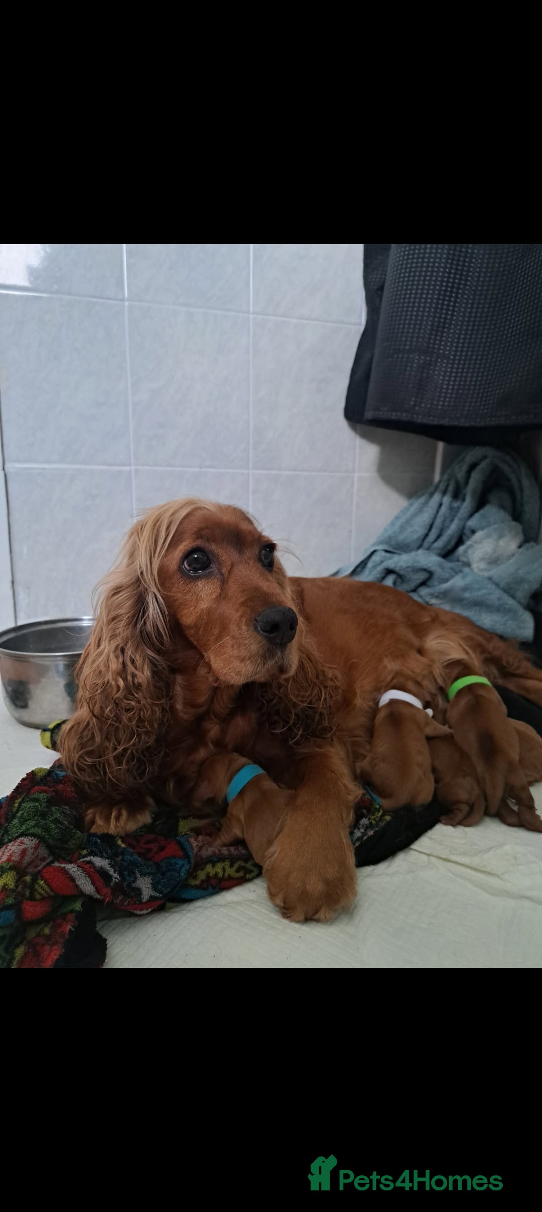 Cocker Spaniel dogs for sale: Cocker spaniel puppies - Image 9