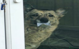 Mixed Breed dogs for sale: Free - 5 Year Old Romanian Rescue Needs Home - Image 4