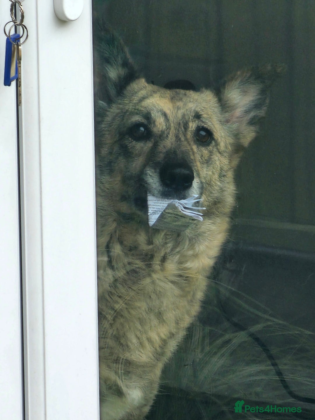 Mixed Breed dogs for sale: Free - 5 Year Old Romanian Rescue Needs Home - Image 4