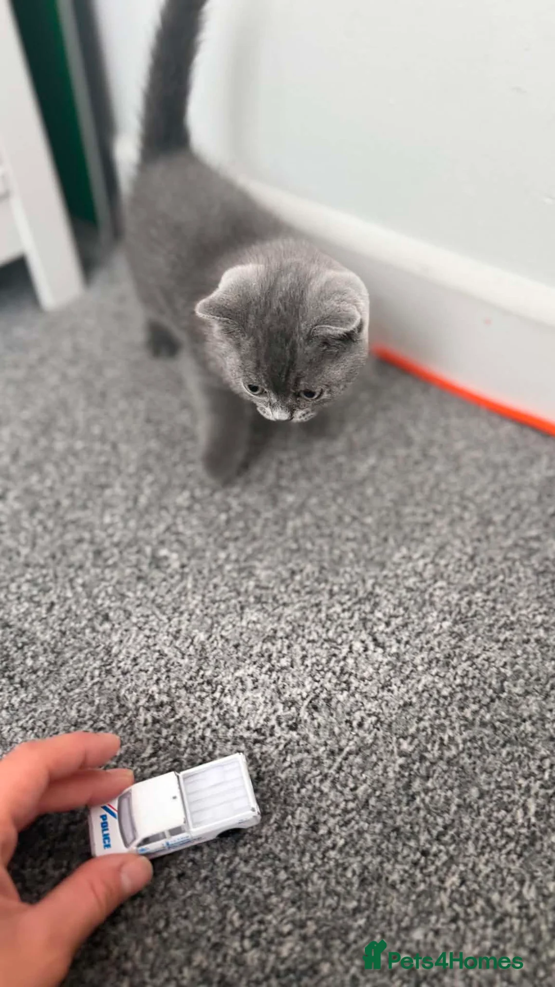 British Shorthair cats for sale: Stunning Blue British Shorthair (last available) - Advert 5