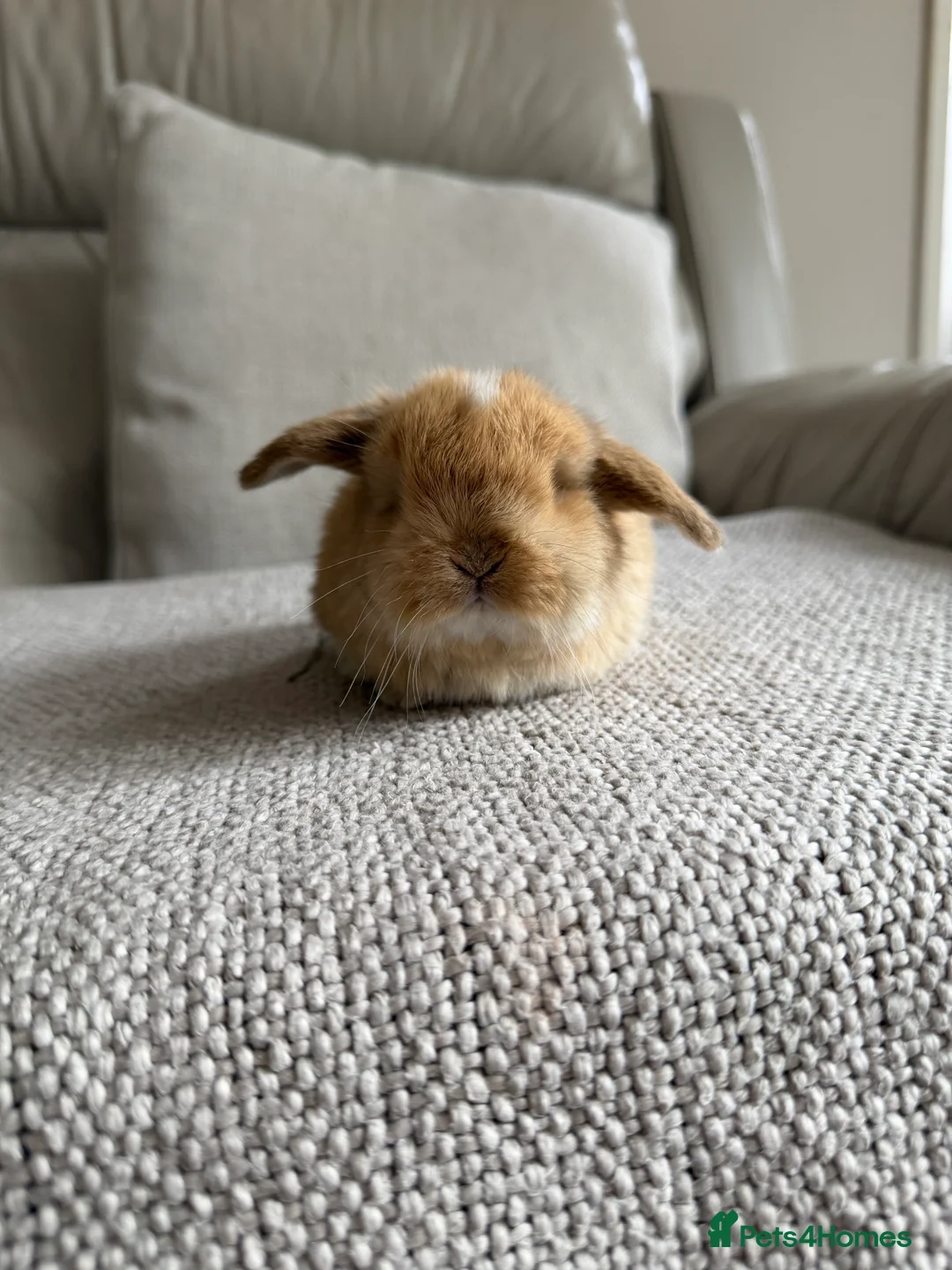 Mini Lop rabbits for sale: Mini Lops available - Advert 15