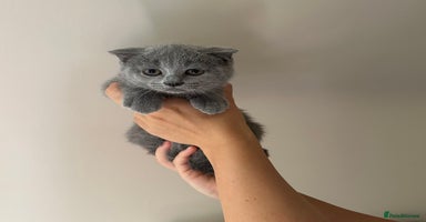 Scottish Fold cats - Advert 3