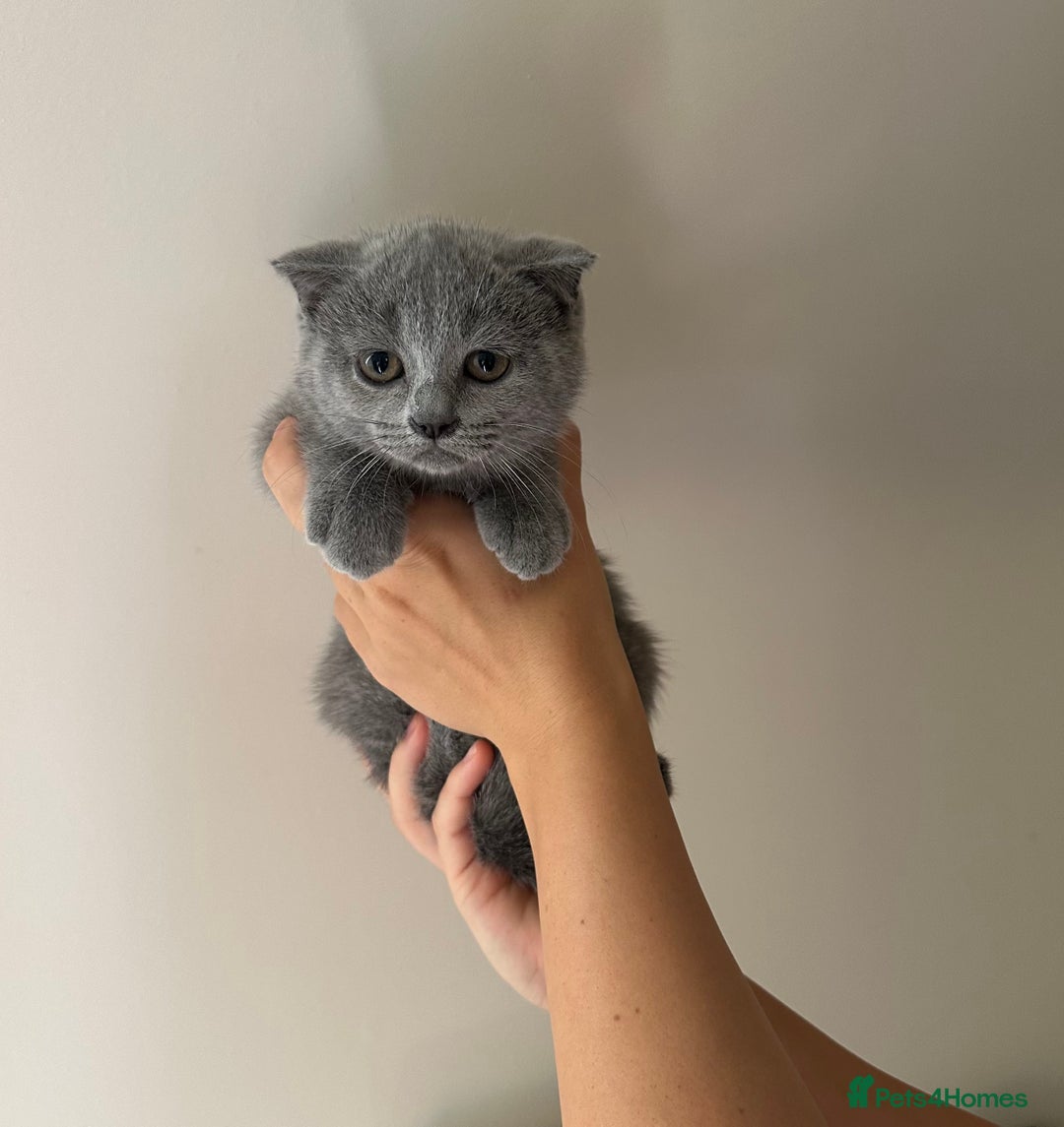 Scottish Fold cats for sale: Scottish Fold - Image 2
