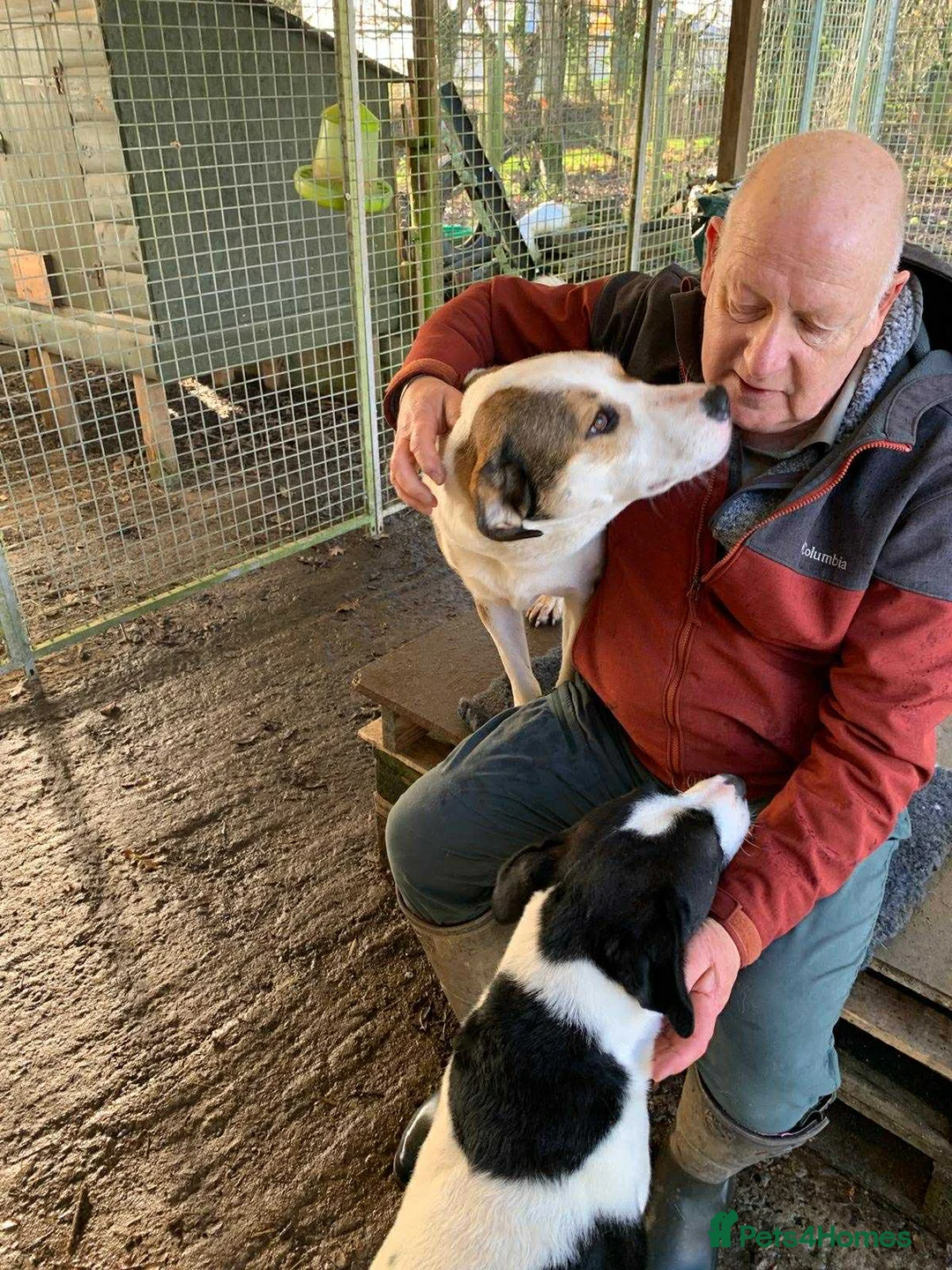 Mixed Breed dogs for adoption: Maya & Luca still waiting for you to see them 💔 - Advert 4