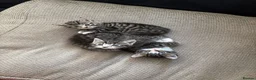 Domestic Shorthair cats for sale: Tabby’s for sale £100 - Advert 6