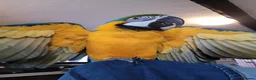 Macaws birds for sale: Blue and gold macaw for sale in Otley - Advert 4