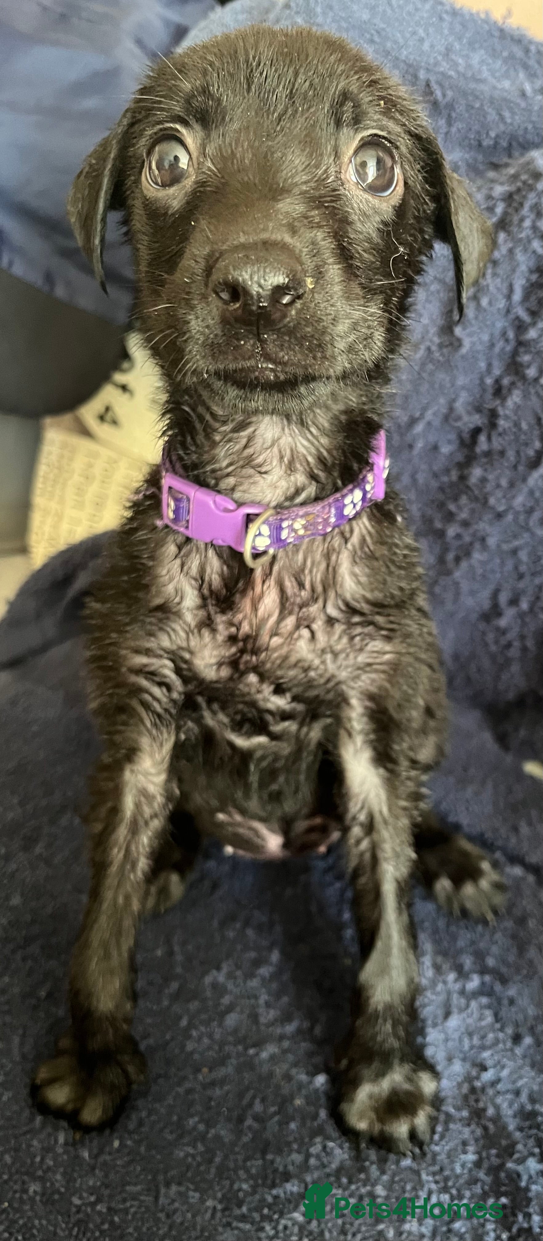 Mixed Breed dogs  Belgian Malinois x Dobermann pups - Advert 2