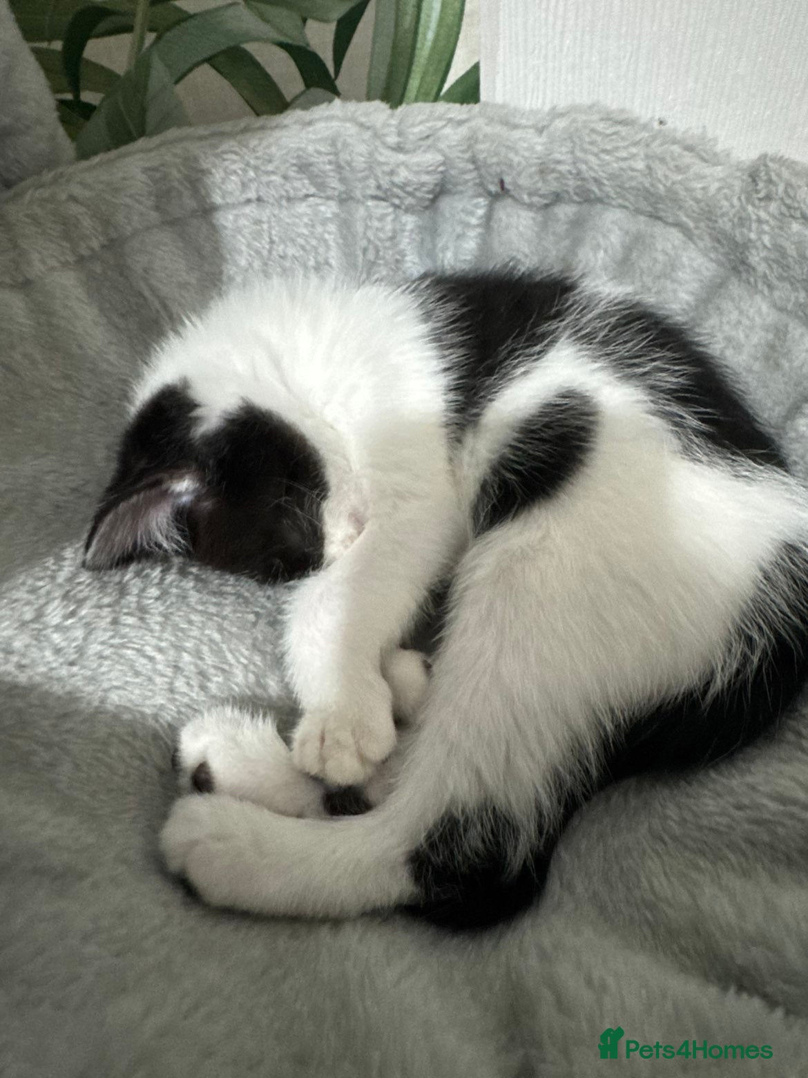 Mixed Breed cats for sale: Kittens  - Advert 5
