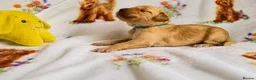Goldendoodle dogs for sale: Health tested Australian Double Doodles - Advert 21