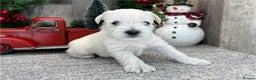 Miniature Schnauzer dogs for sale: Miniature Schnauzer Puppies Available 🐾 - Advert 2