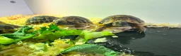 Tortoise reptiles for sale: Hermanns tortoise - Advert 1