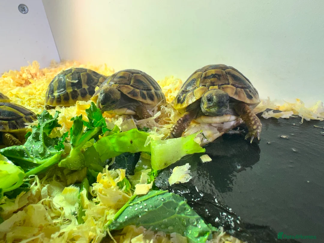 Tortoise reptiles for sale: Hermanns tortoise - Advert 1