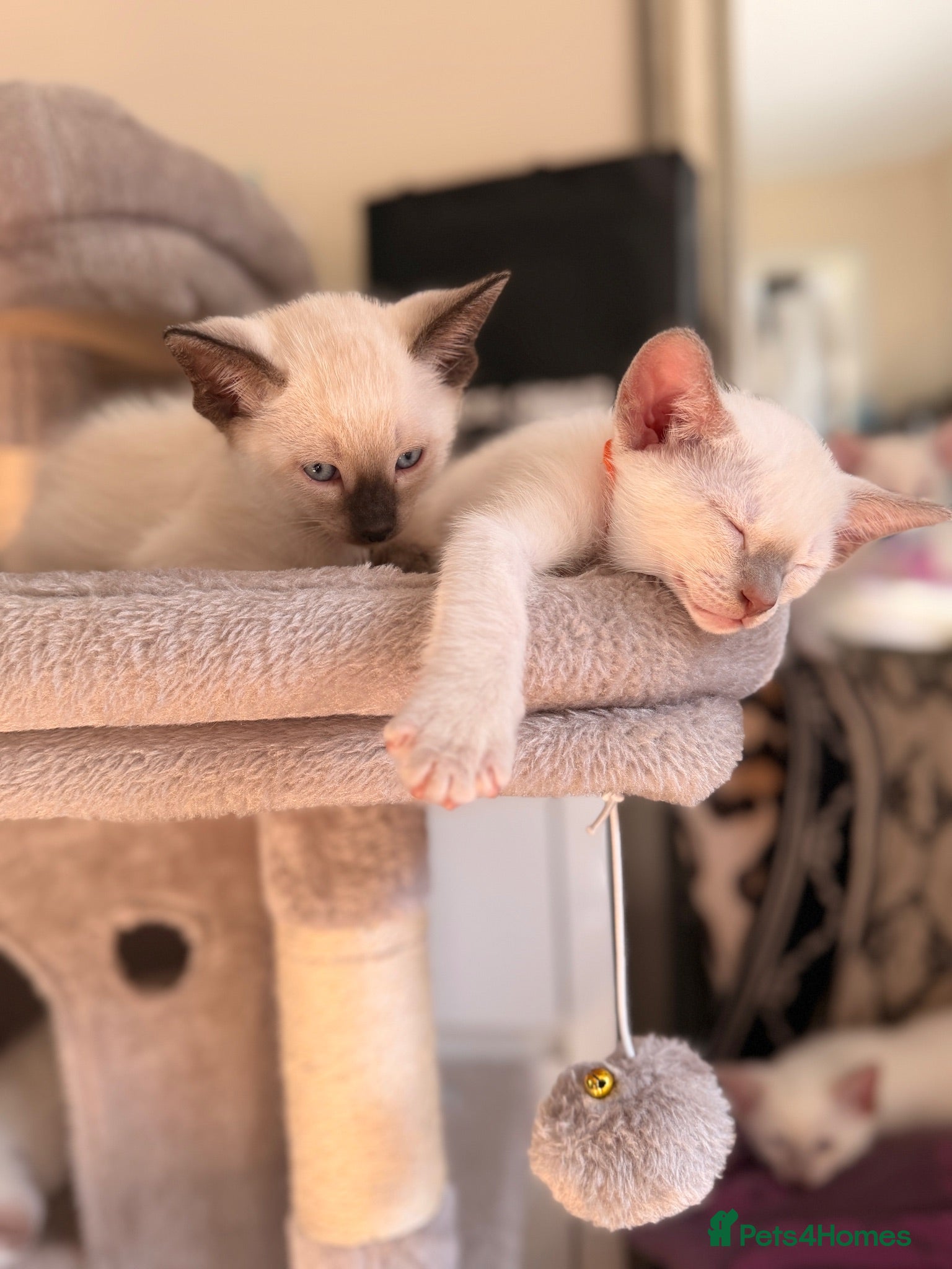 Siamese cats 🐾 Siamese kittens for sale 🐾 - Advert 16