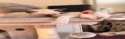 Siamese cats for sale: 🐾 Siamese kittens for sale 🐾 in Radstock - Advert 7