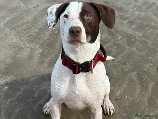 Mixed Breed dogs 5 year old male mixed breed for rehome - Advert 1