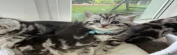 British Shorthair cats for sale: GCCF Rare Show Quality BSH Silver Tabby Kittens  - Advert 12