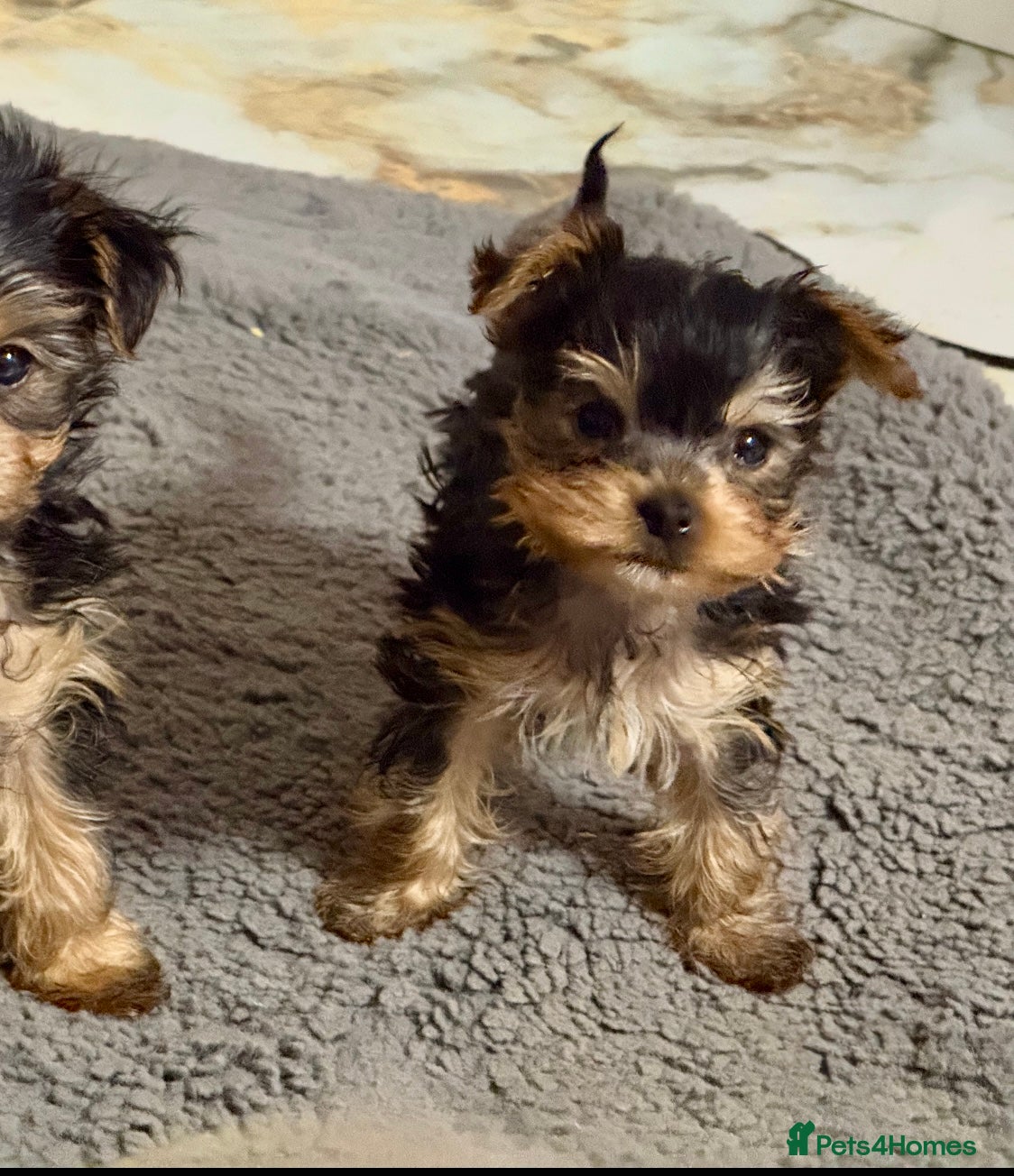 Yorkshire Terrier dogs Miniature Yorkshire terrier puppies.  - Advert 7