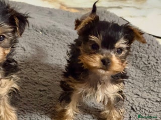 Yorkshire Terrier dogs Miniature Yorkshire terrier puppies. - Advert 7