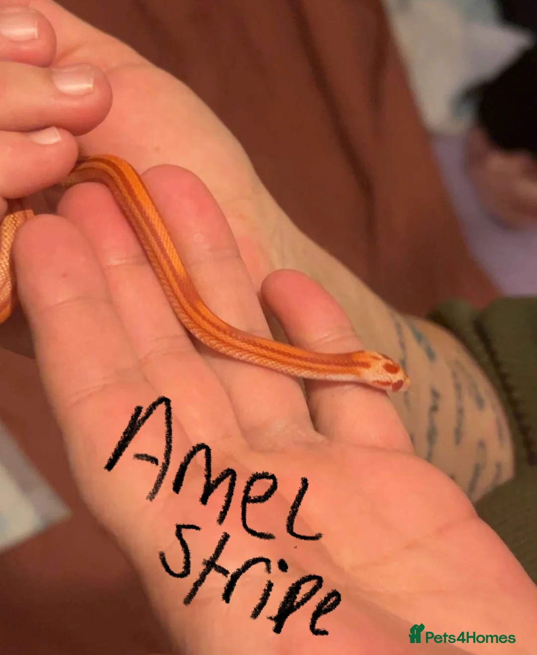 Corn Snake reptiles for sale: 2 corn snakes with full setup - Advert 1
