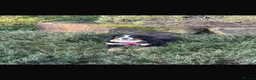 Bernese Mountain Dog dogs for sale: Kiara 11 month old Female Bernese Mountain Dog - Advert 18