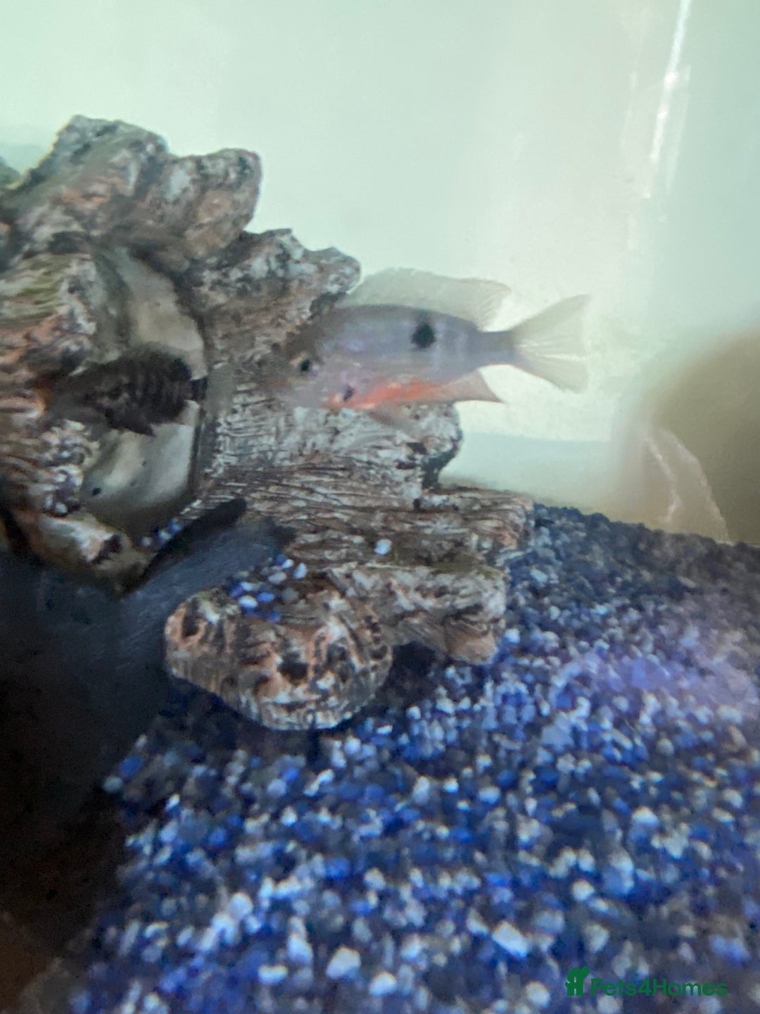 Cichlids fish for sale: South American cichlids all must go! - Image 4