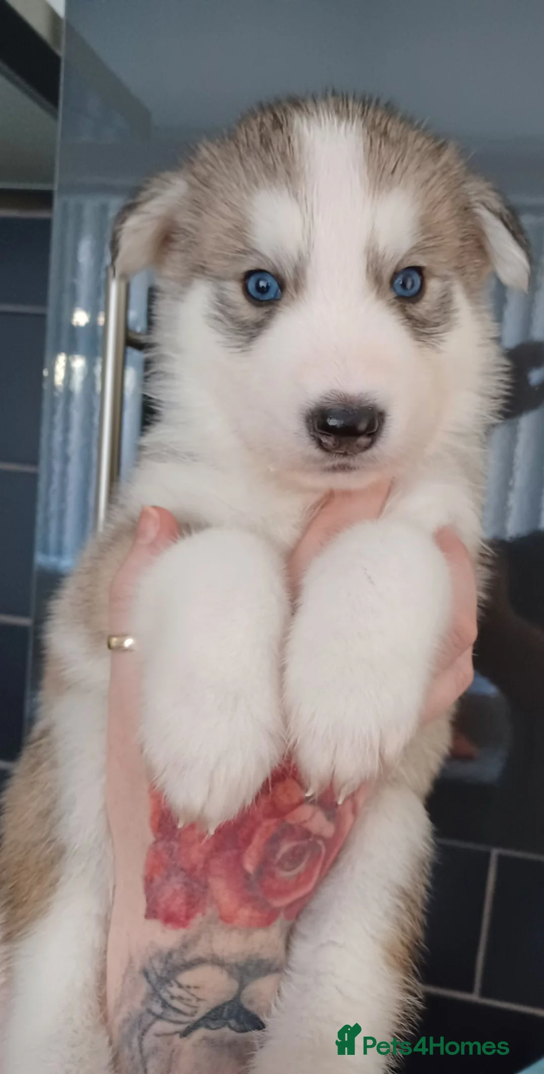 Siberian Husky dogs for sale: 🩵2 beautiful siberian husky boys left🩵 - Advert 2