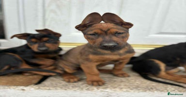 Mixed Breed dogs - Advert 2