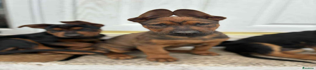 Mixed Breed Puppy 1