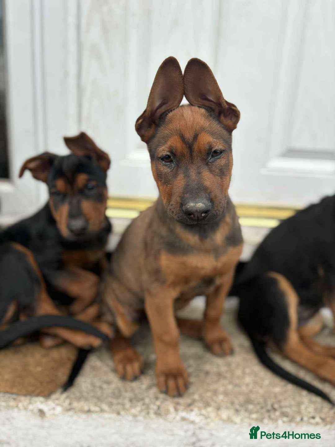 Mixed Breed dogs for sale: Chineese red dog x chinese red dog x Dutch herder  - Image 2