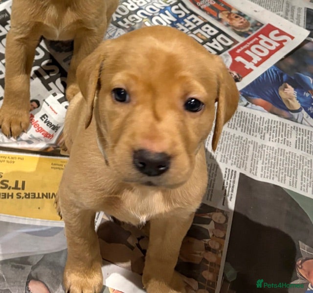 Labrador Retriever dogs Fox Red and Yellow Labrador Retriever Puppies  - Advert 5