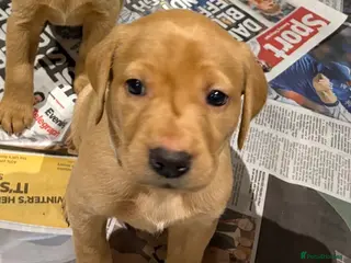 Labrador Retriever dogs Fox Red and Yellow Labrador Retriever Puppies - Advert 5