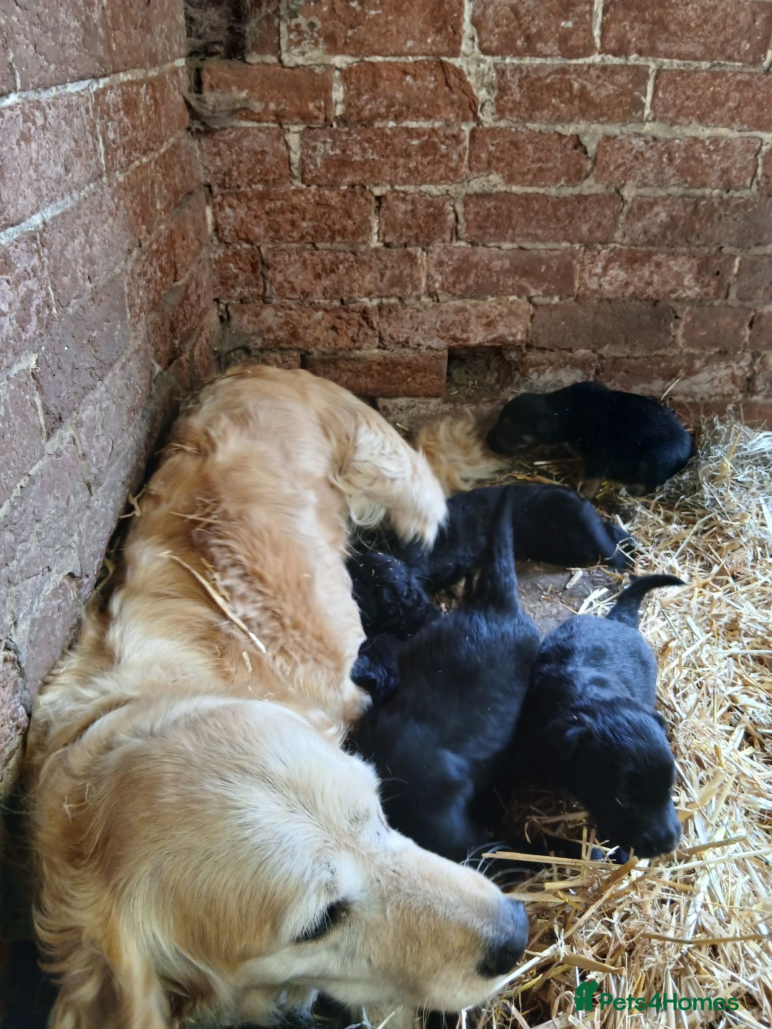 Mixed Breed dogs Golden Retriever/Border Collies - Advert 1