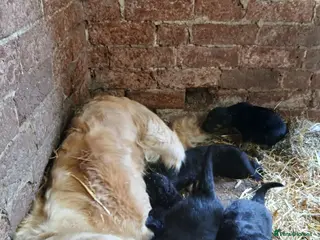 Mixed Breed dogs Golden Retriever/Border Collies - Advert 1