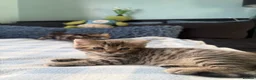 Mixed Breed cats for sale: x3 Mixed Breed Kittens (2M) (1F) - Advert 17
