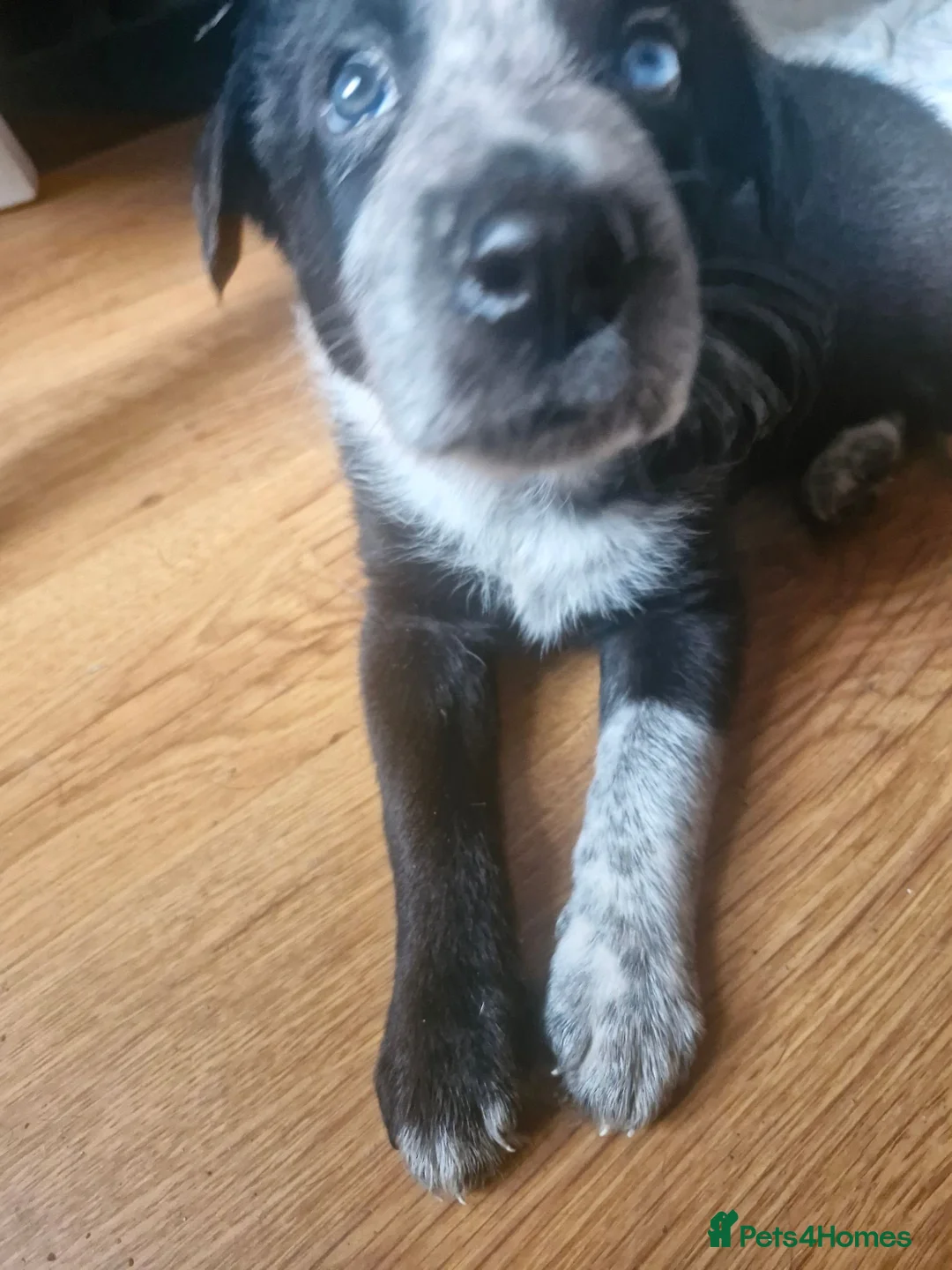 Border Collie dogs for sale: 2 x border collie pups in Runcorn - Advert 5