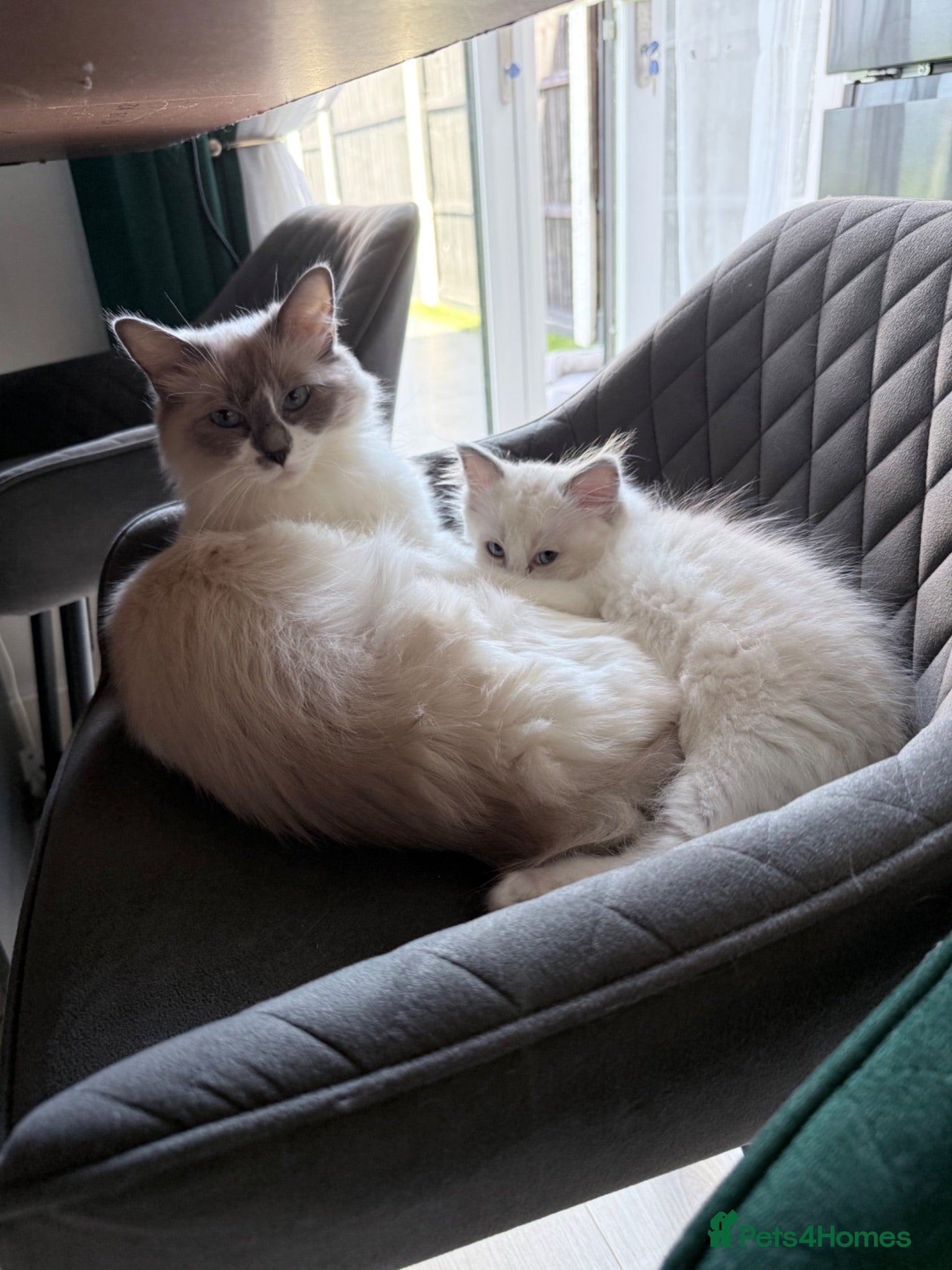 Ragdoll cats Ragdoll kittens 2 girls 1 boy - Advert 1
