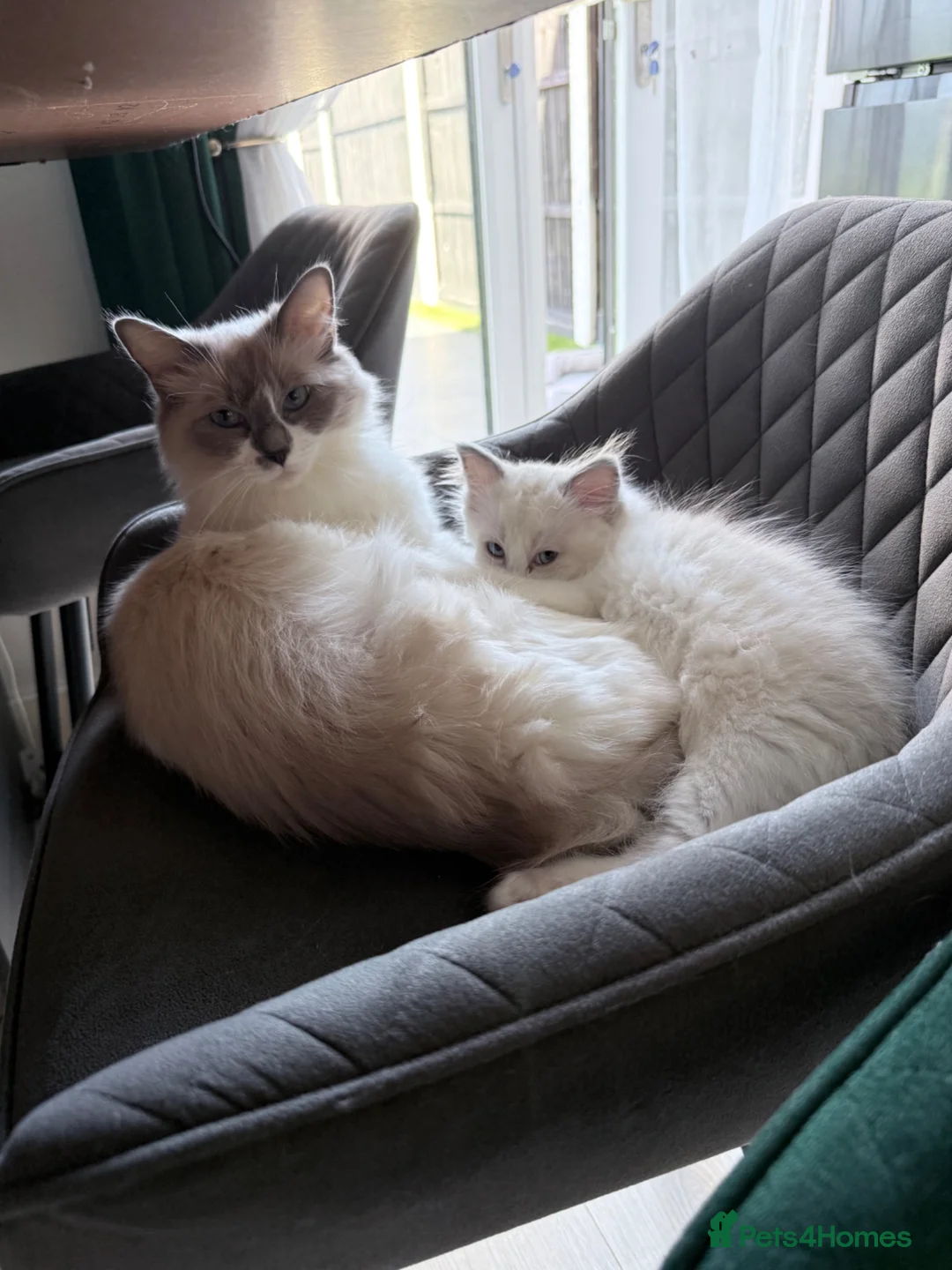 Ragdoll cats for sale: Ragdoll kittens 2 girls 1 boy - Advert 1
